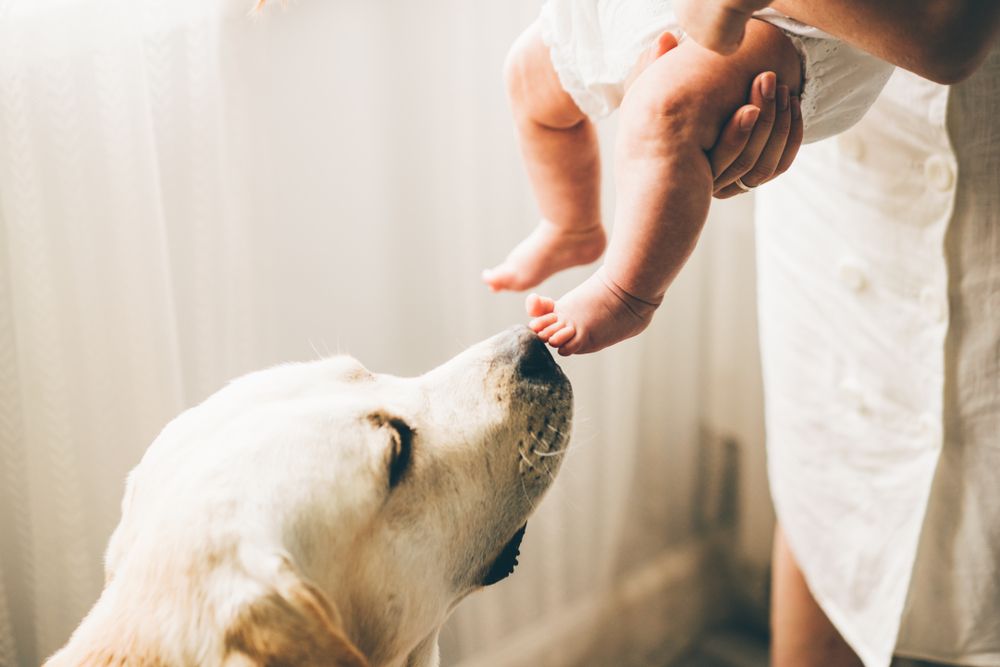 dog-sniffs-and-meets-a-new-born-babys-feet