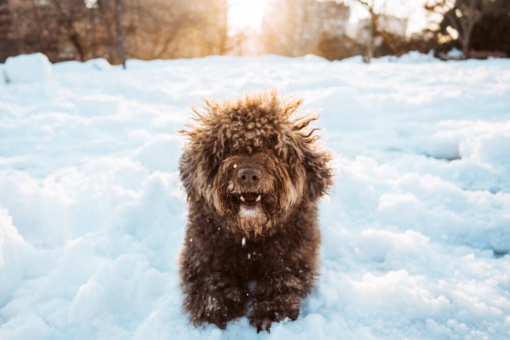 small-dog-in-the-snow-and-sun-1