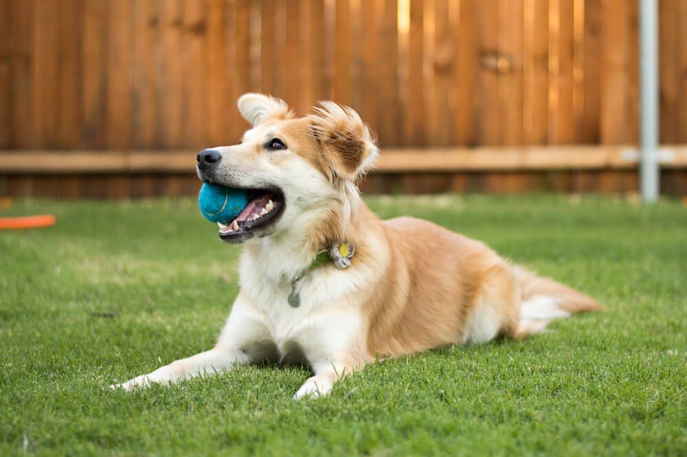 cute-dog-smiles-with-toy-in-her-mouth-in-backyard