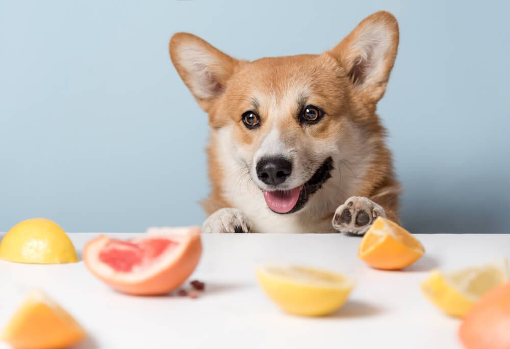 Corgigetsvitamincfromcitrus