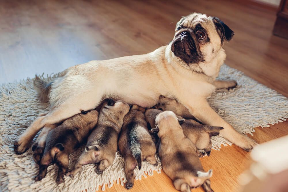 pugmomwithpuppies