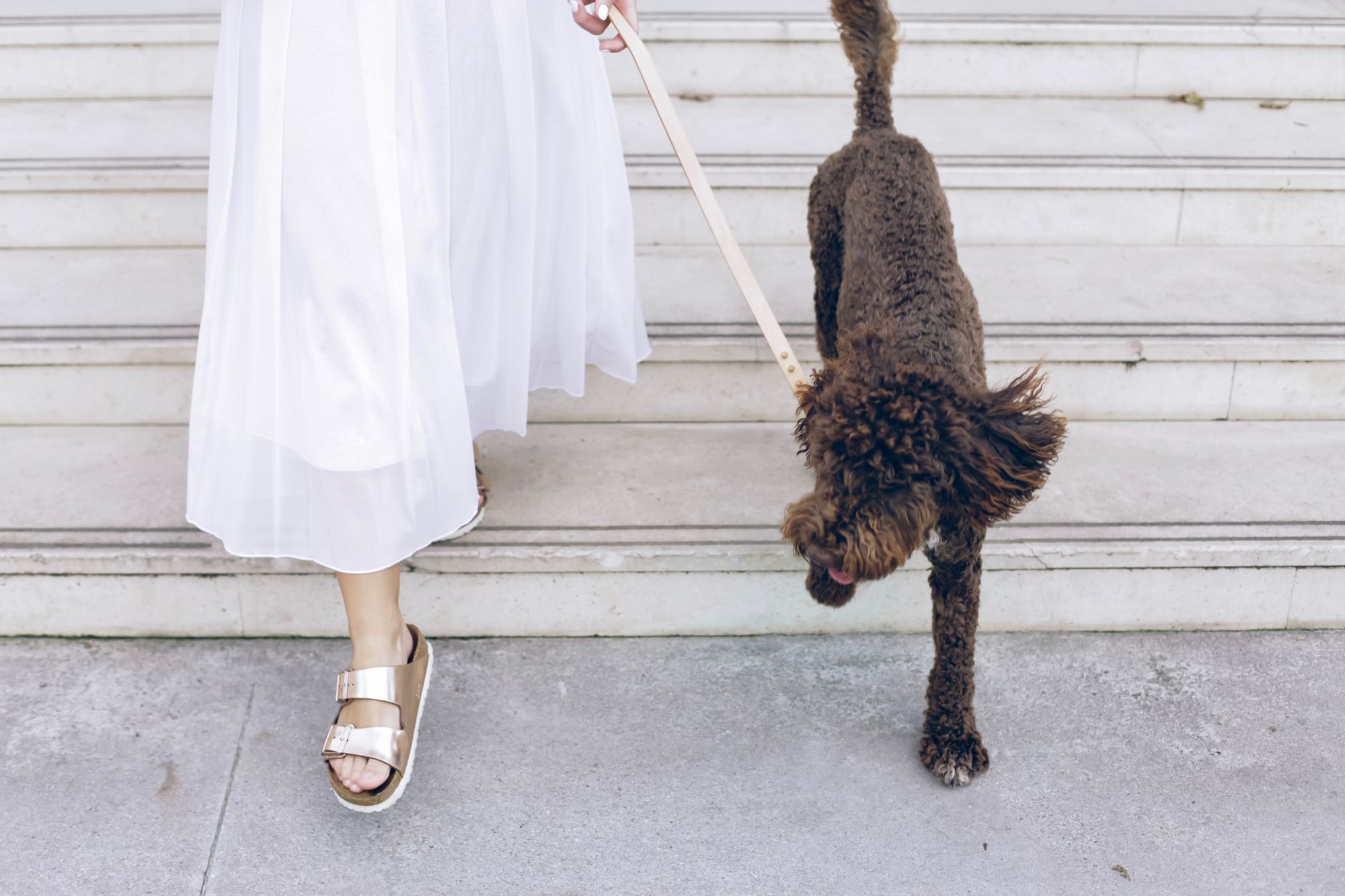stylish-dog-parent-takes-pup-on-a-walk-down-steps