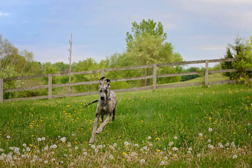 Greatdanerunninginafield