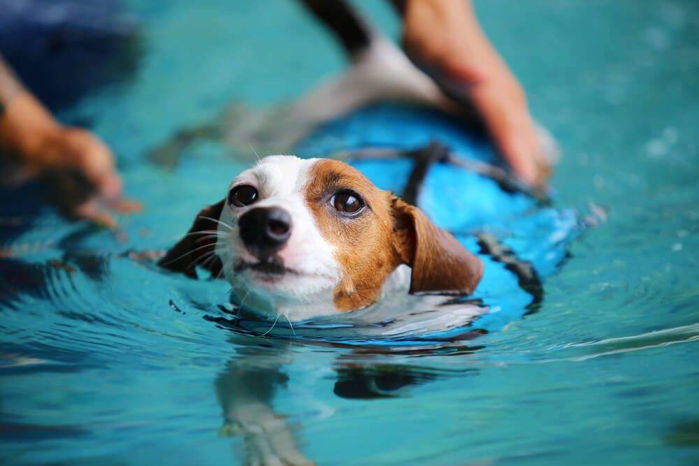 dogswimminginapool