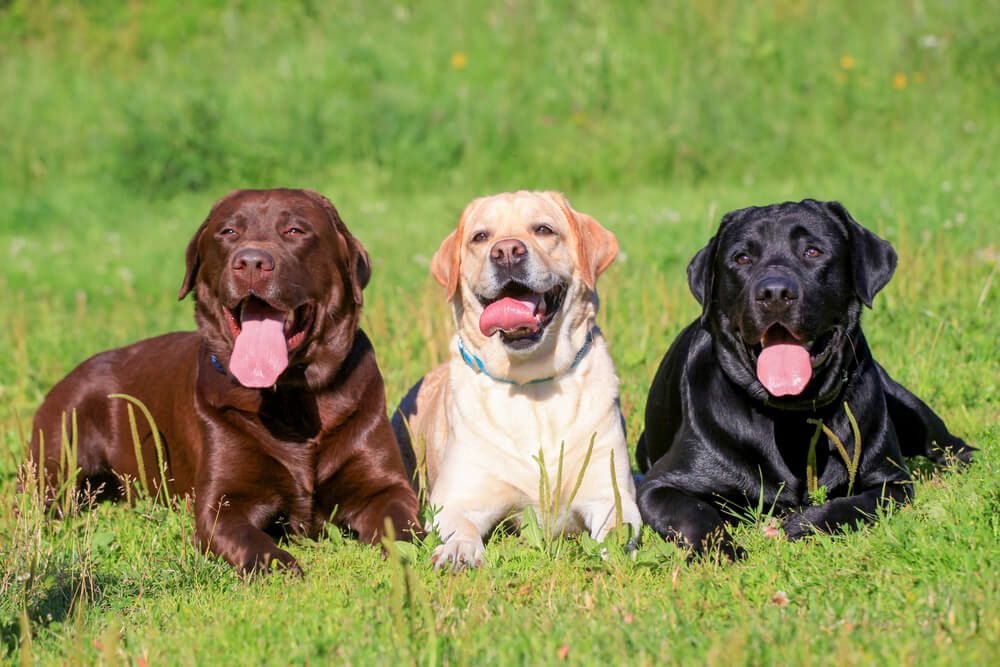 labradorretrievers