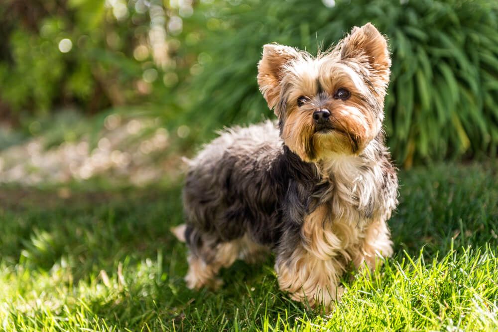yorkshireterrier