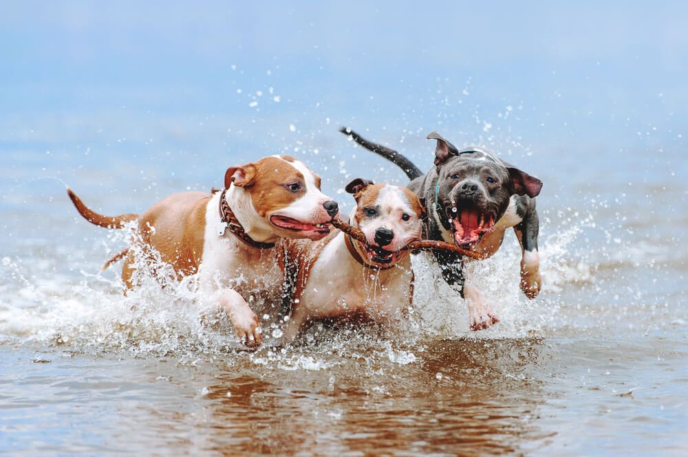 Dogsplayintheocean