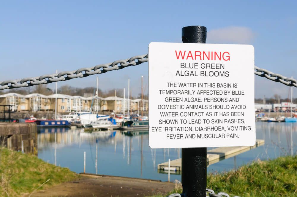 bodyofwaterwithbluegreenalgaewarning