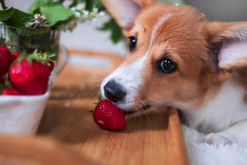 corgieatsastrawberry