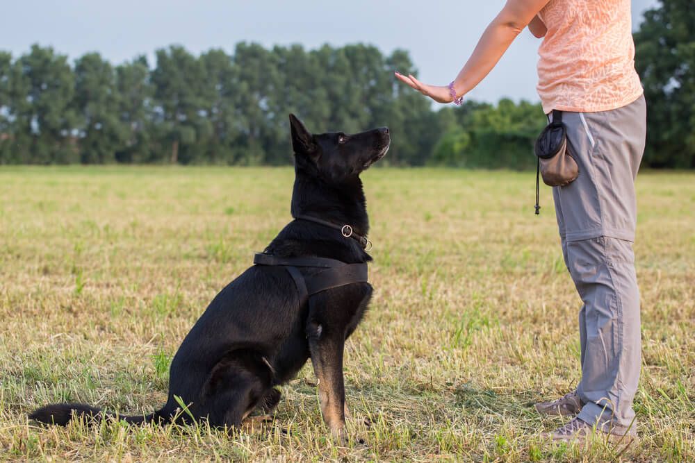 german-shepherd-sits-patiently-during-an-advanced-obedience-training-class