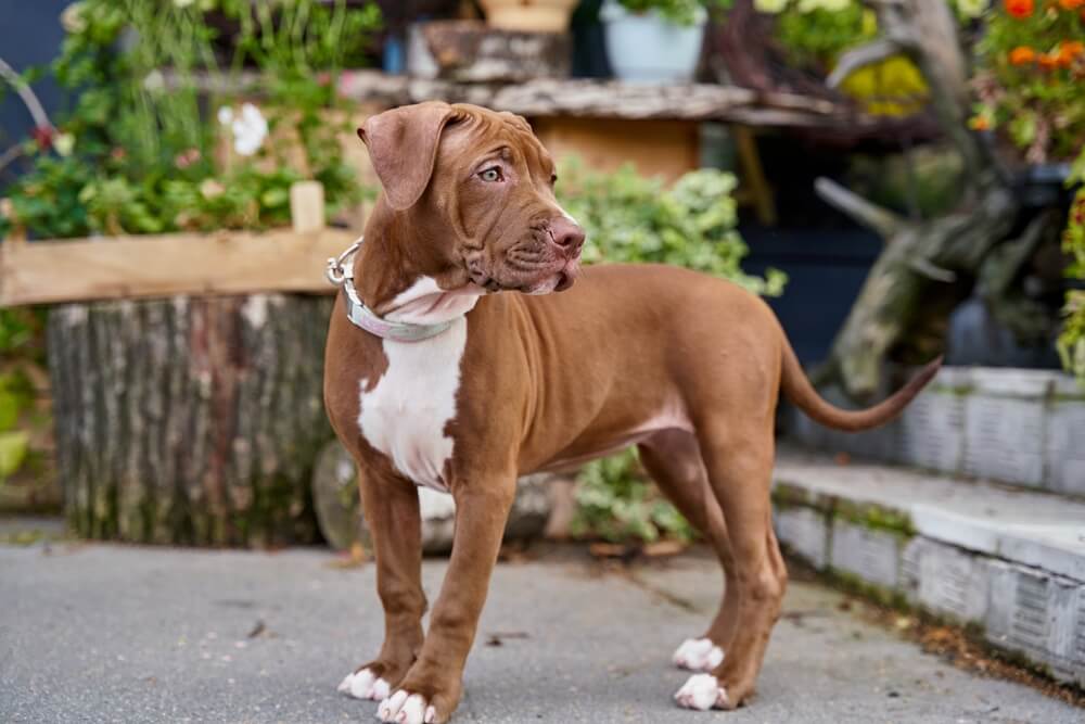 American-Pitt-Bull-Terrier-Puppy