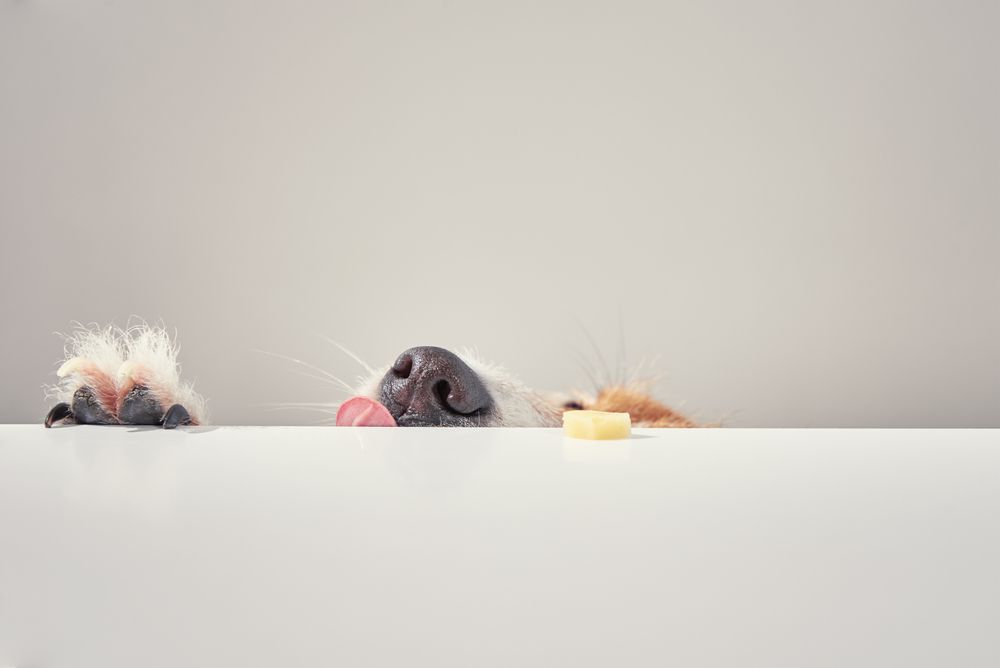 jack-russell-terrier-attempts-to-take-a-cube-of-cheese-of-counter