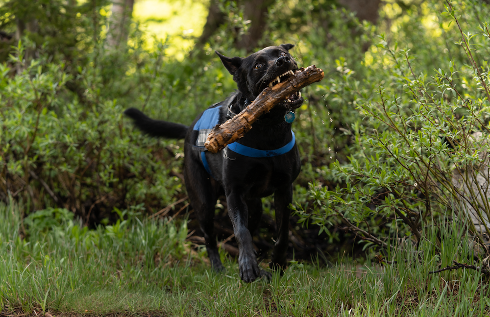 Dog holding a stick in it's mouth