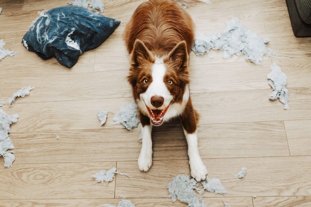 Dog-with-separation-anxiety-destroys-a-pillow-