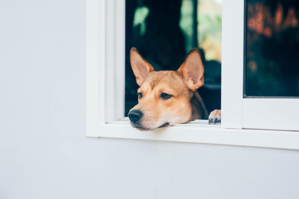 Lonely-dog-sticks-head-out-window