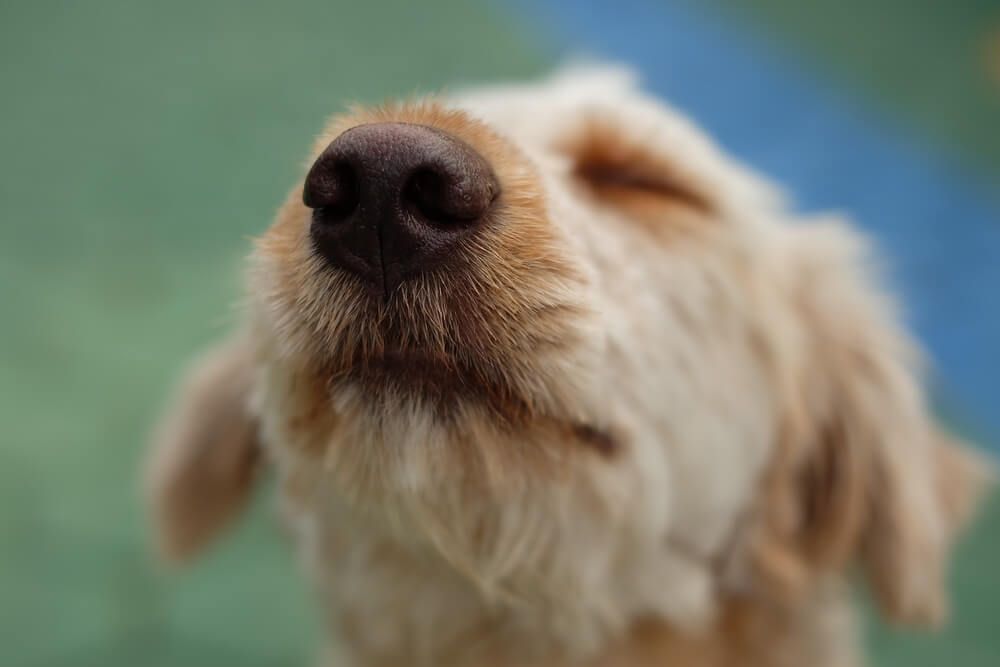 dog-nose-close-up
