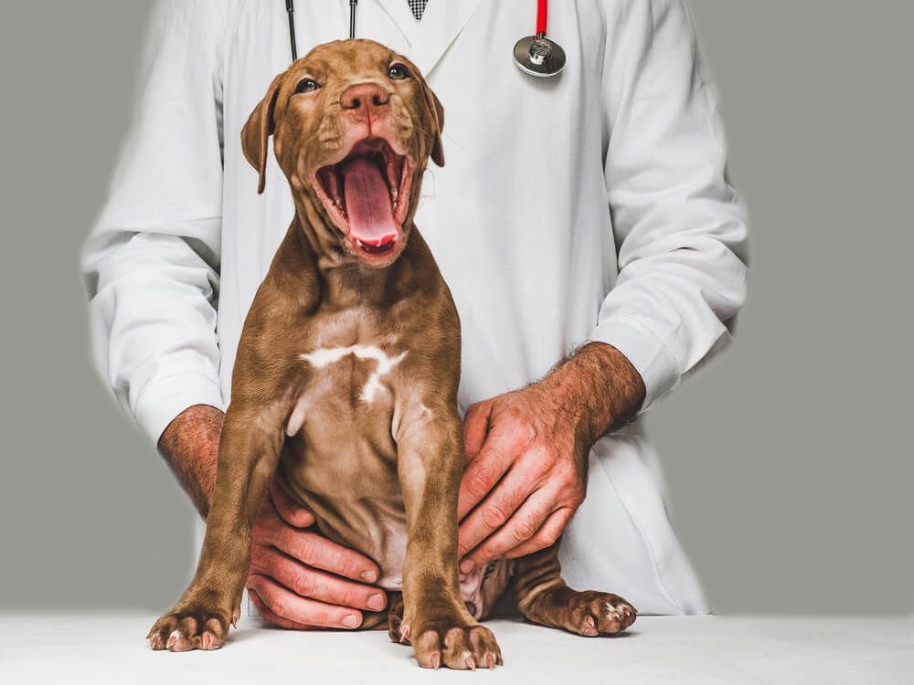 puppy-yawn-smiles-at-the-vet-s-office