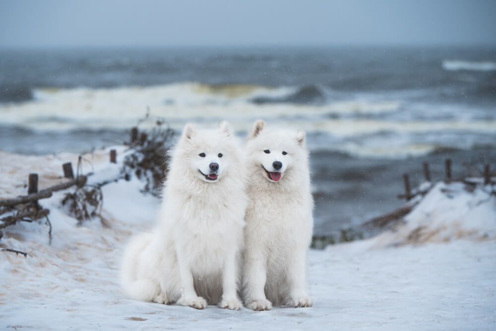 two-samoyed-white-dogs-in-the-snow-1-