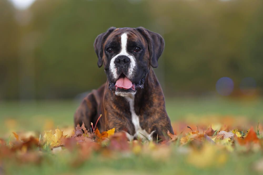 Boxer-dog-relaxes-in-a-pile-of-leaves-