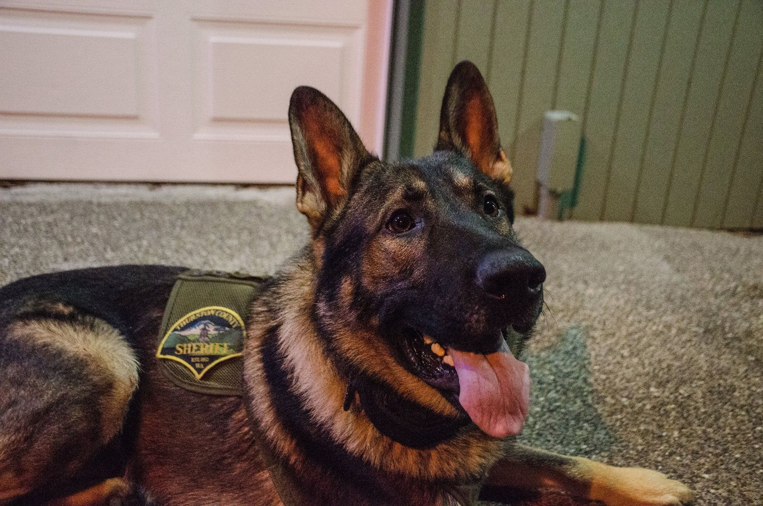K9Arlo