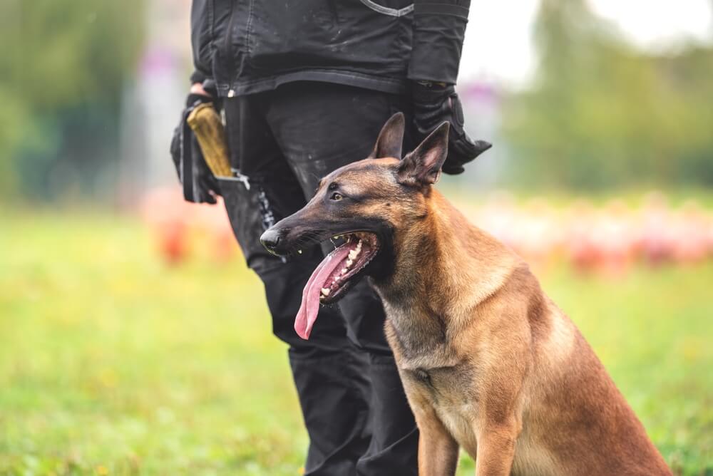 Belgian-Malinois-at-work