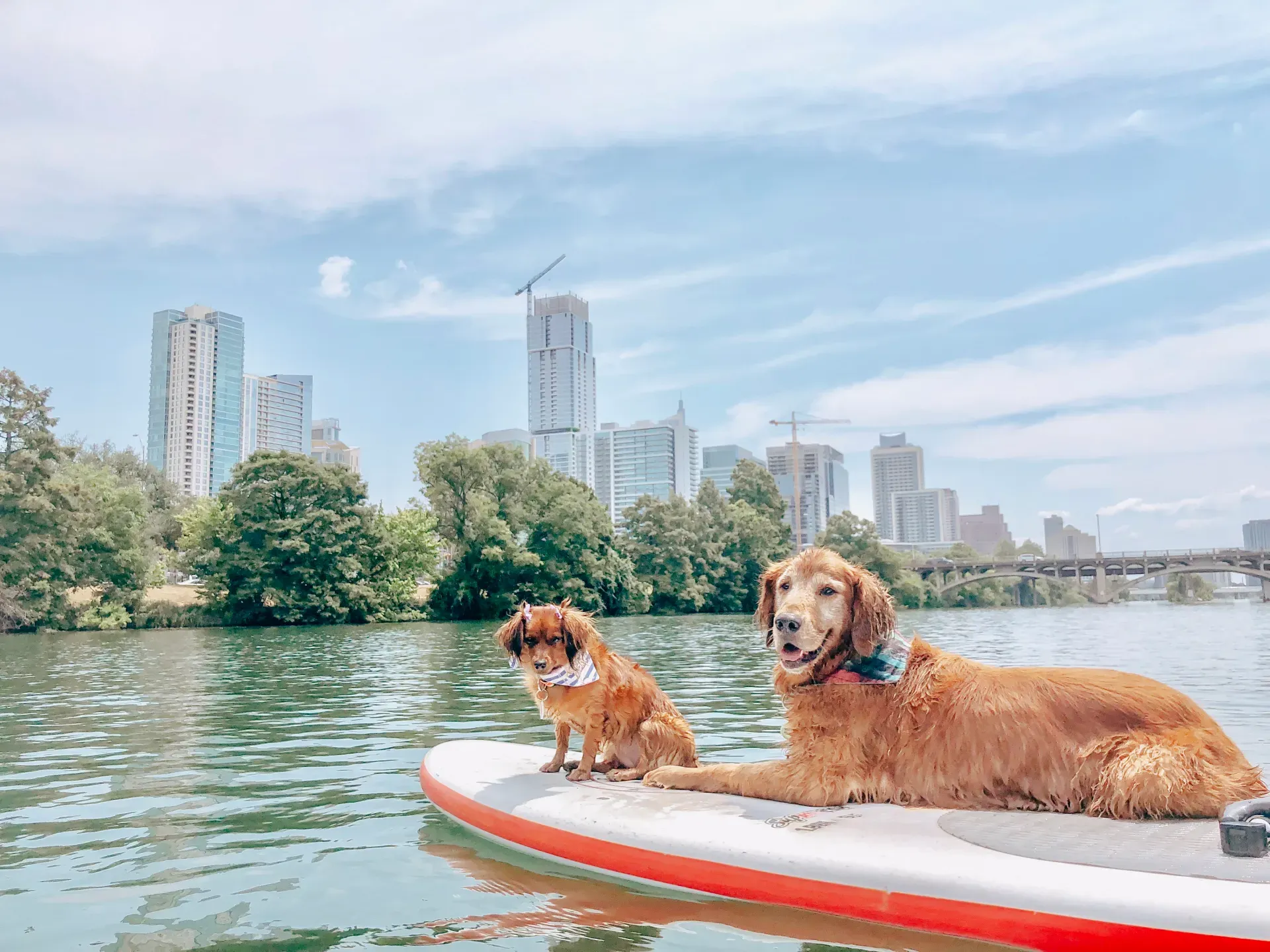 2-dogs-at-lady-bird-lake-1
