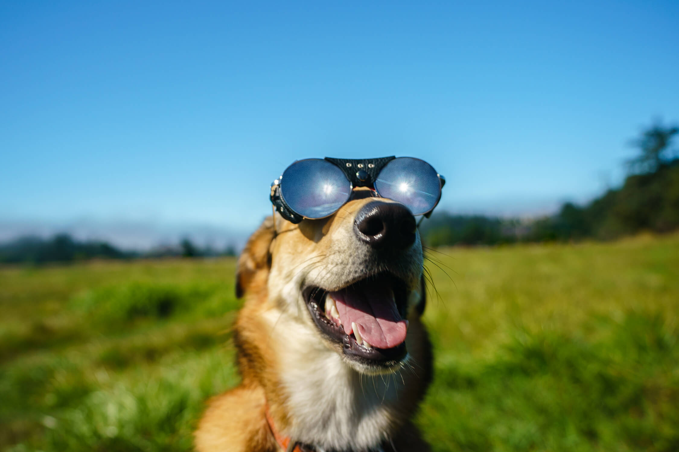 ben-moon-nori-sunglasses