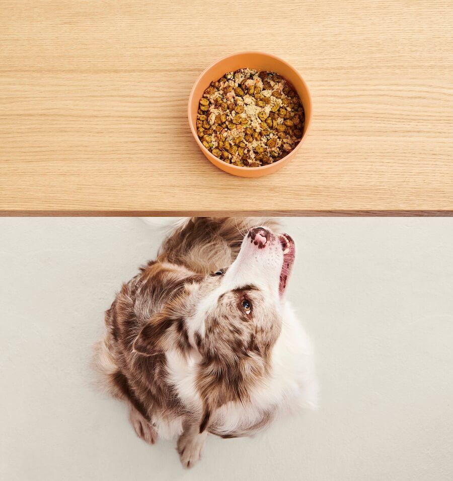 cute-dog-looks-up-at-bowl-of-mixed-dog-food