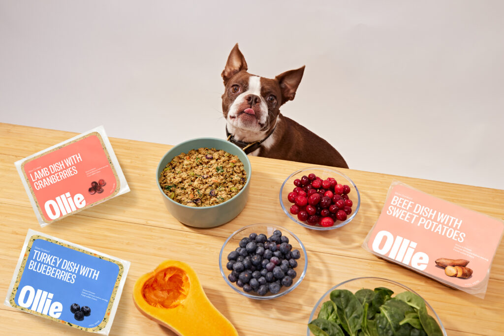 Dog looking at bowl of fresh food, surrounded by whole ingredients and Ollie packaging