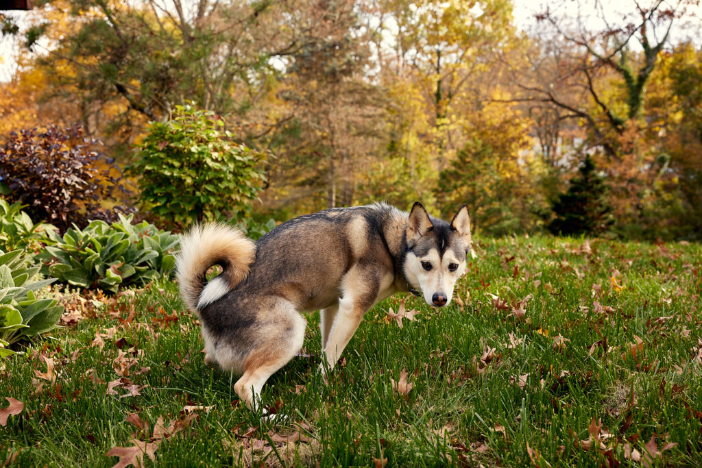 A gray and white husky dog pooping outside on a lawn with autumn trees in the background.