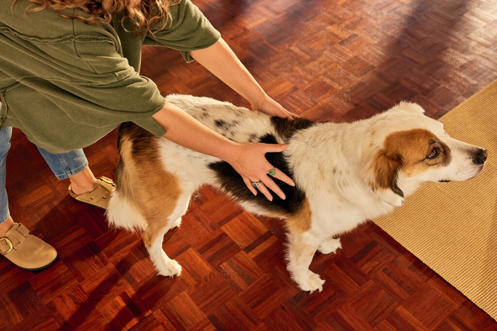 A woman feeling her black, white, and brown dog's torso to gauge its weight condition