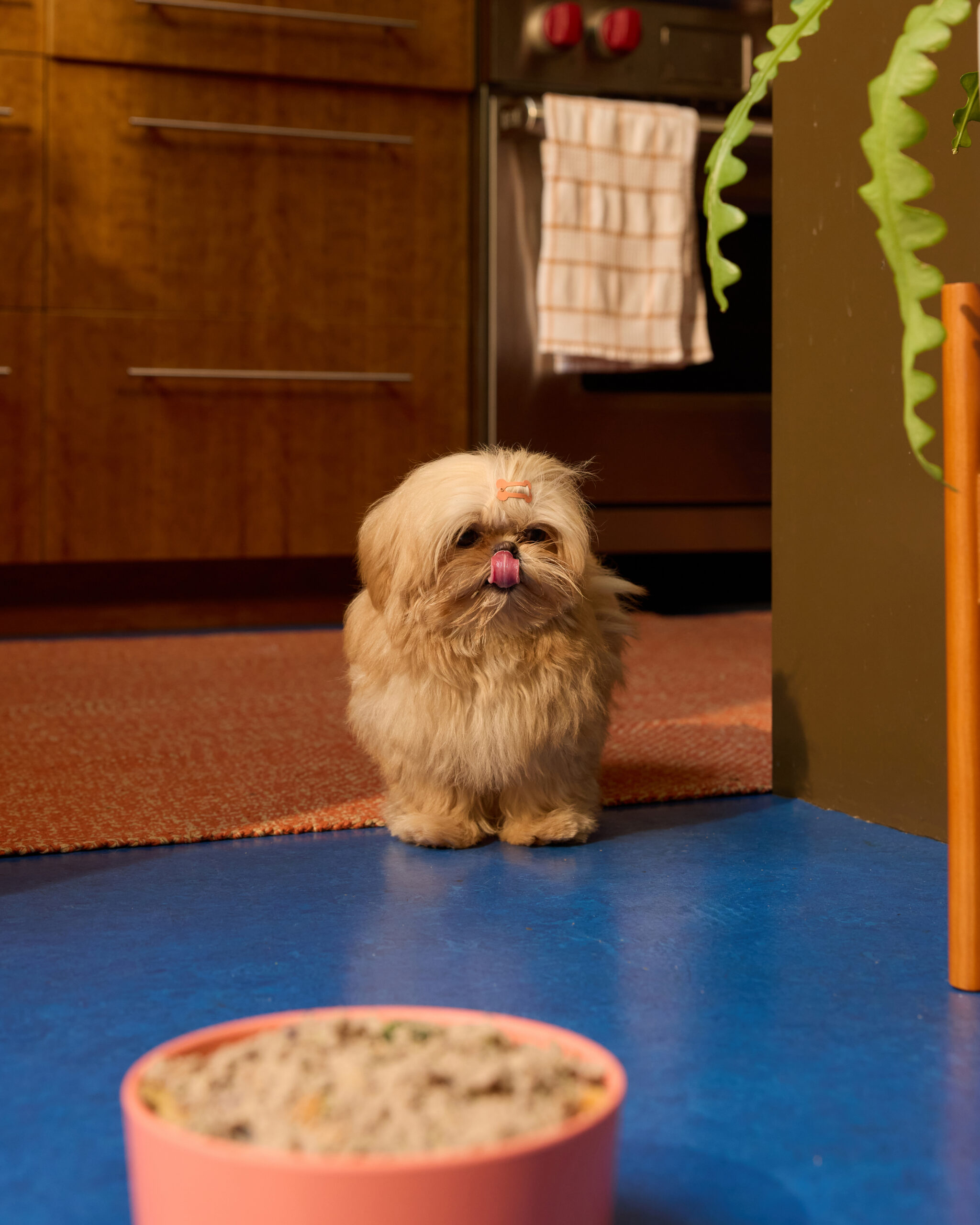 Shih Tzu puppy walking toward a bowl of Ollie fresh dog food.