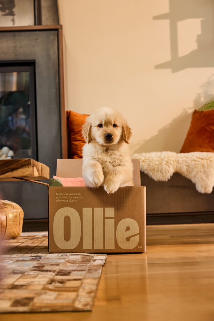 A puppy golden retriever in a brown Ollie dog food box sitting on a hardwood floor next to a tiled rug in a modern living room.
