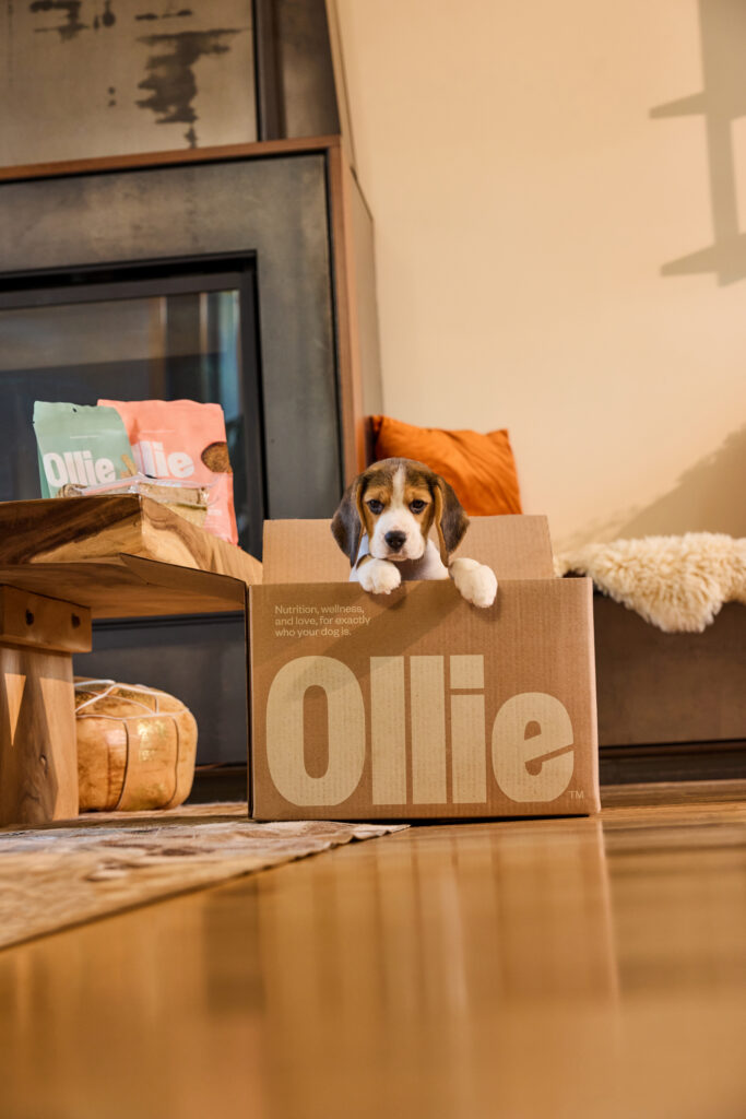 A tricolor Beagle sitting attentively on a rug in a living room next to Ollie dog food boxes.