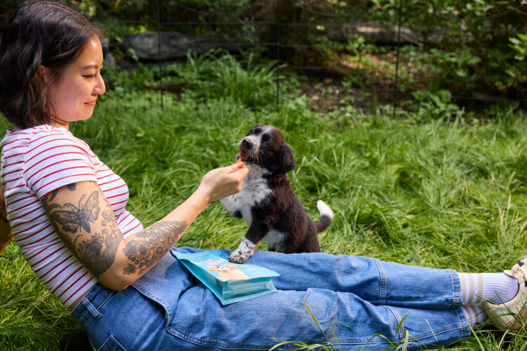 Puppy eating treats on owners lap outside