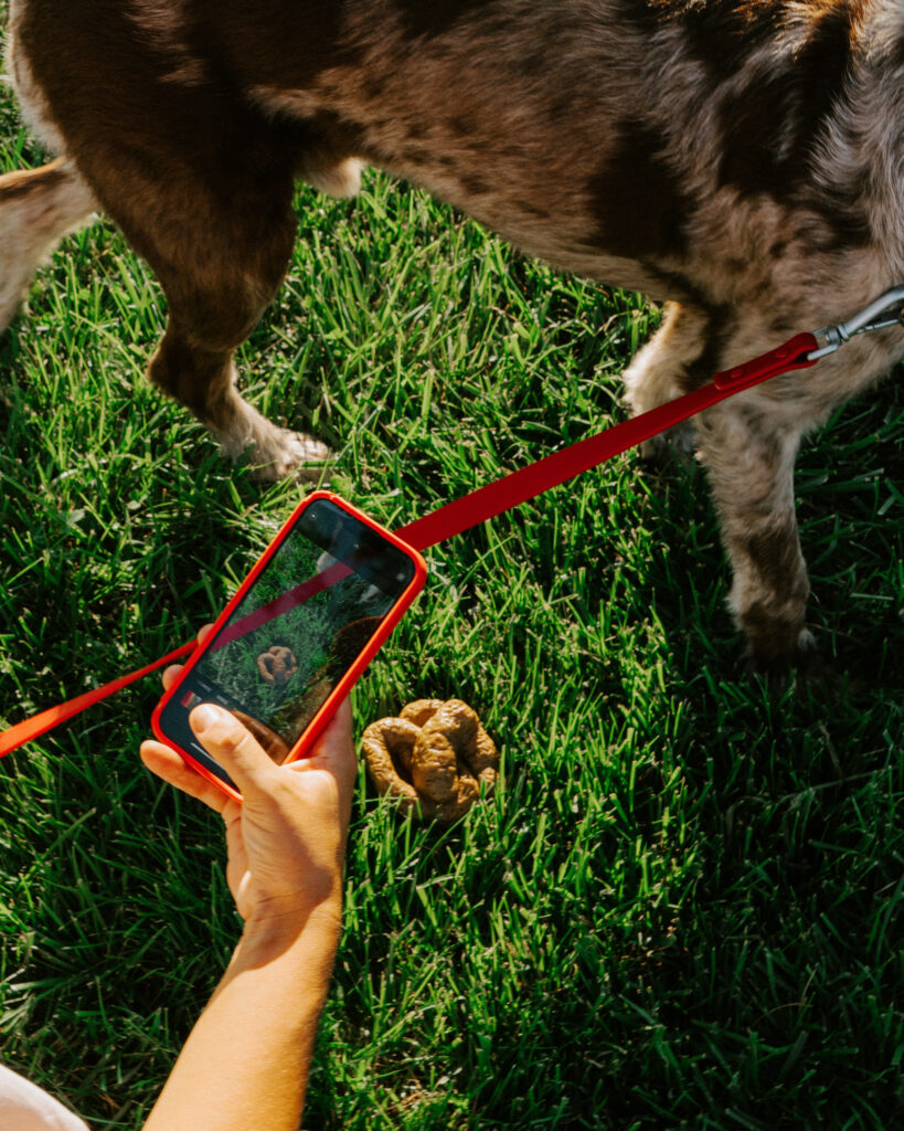 A woman taking a cell phone photo of her gray and brown dog's poop in a green lawn.
