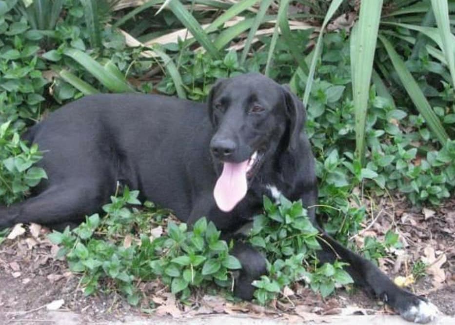 Shots the service dog