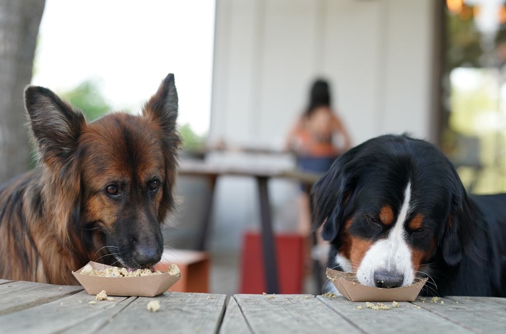 Bane and Brue eating popcorn