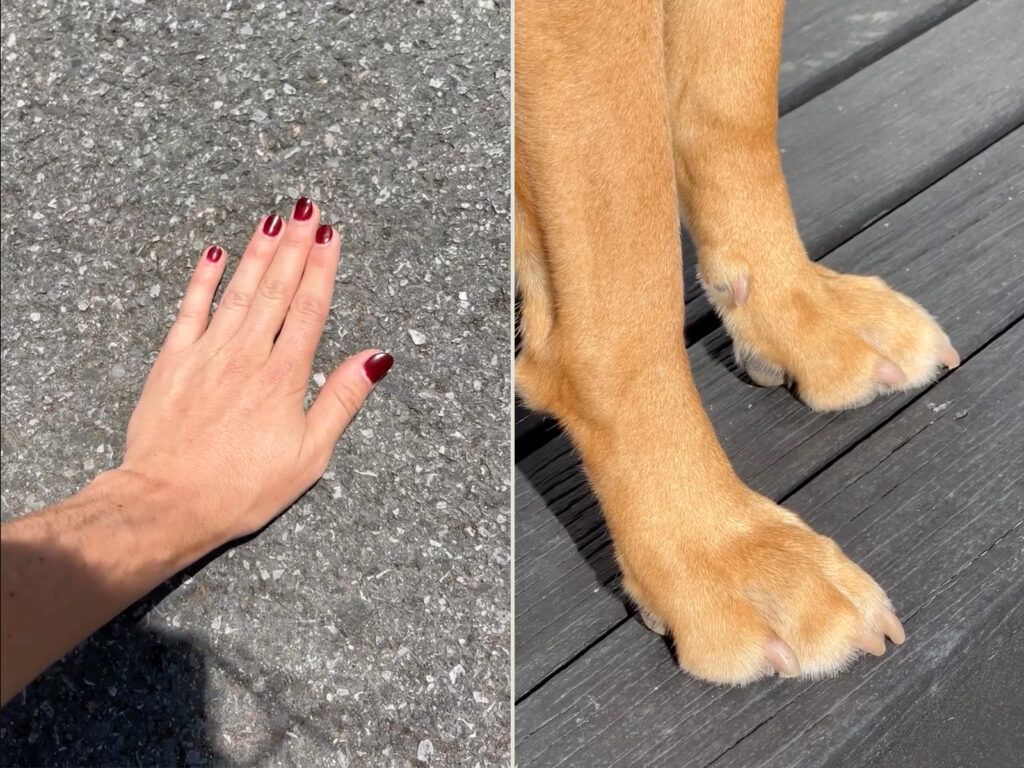 A split view of a woman's hand with red-painted nails feeling the temperature of asphalt on the left side, on the right side, a close up of a brown, short-haired dog's paws standing on a black deck.