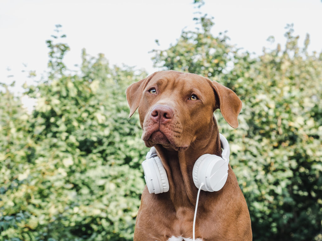 A brown, short-coat dog of mixed breeds looking towards the camera with a pair of white, over-the-ear headphones around its neck with green foliage blurred in the background.