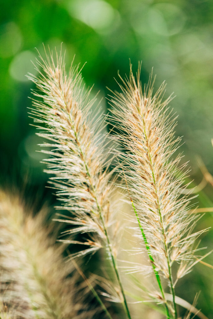 Setaria Viridis in the park