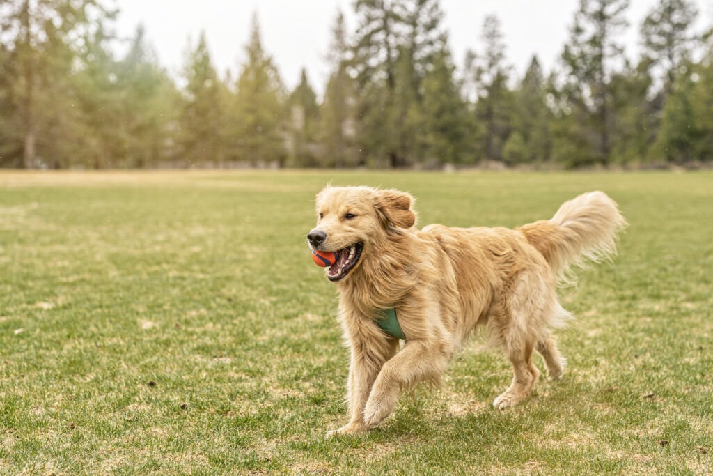 An energetic and adorable young golden retriever runs while holding an orange ball in his mouth. The dog is playing and getting exercise at a large grassy dog park lined with fir trees