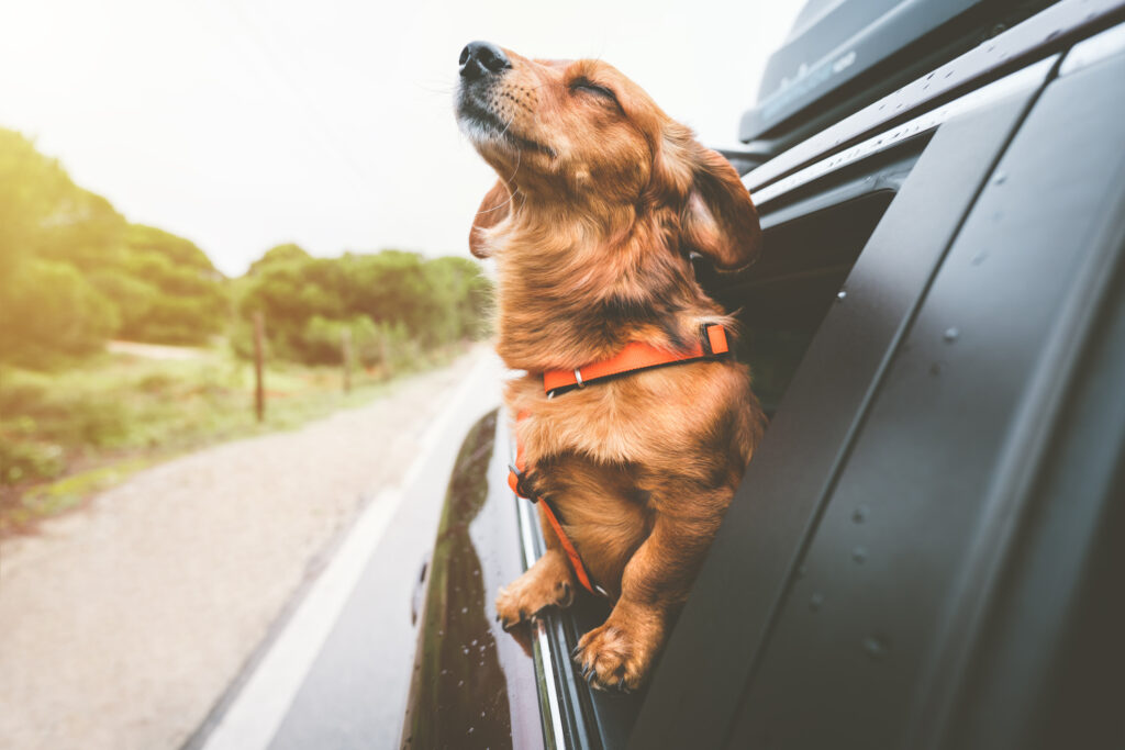 A brown, long-haired dachshund sticking its head out of the window of a car