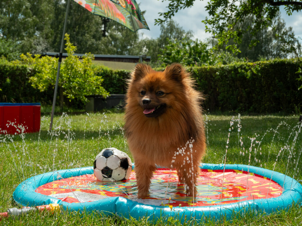 A pomeranian standing in a splash pad in a grassy lawn.