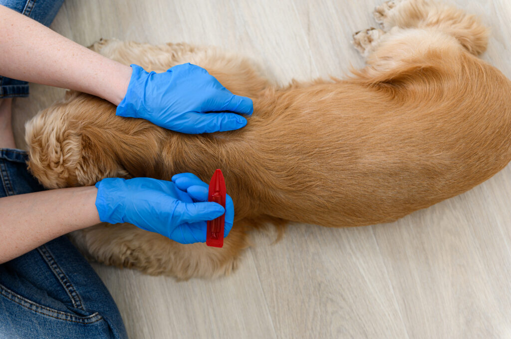 A woman applies flea and tick drops to the withers of a dog. View from above