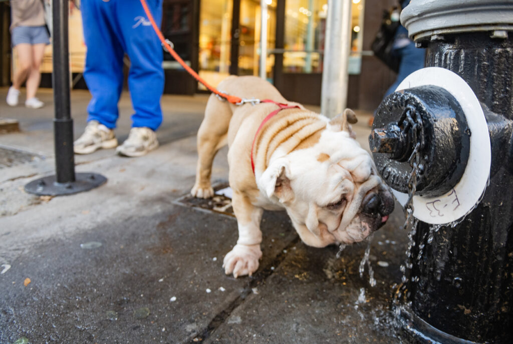 Bulldog Drinking Water from a Fire Hydrant in NYC on a Spring Day