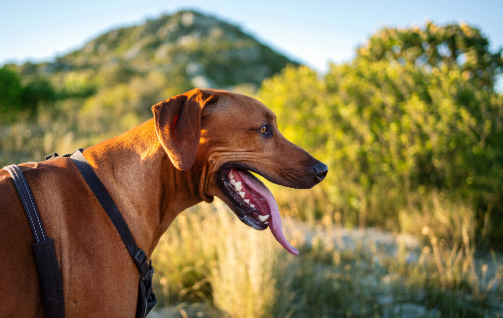 Brown dog standing outdoors on mountain trail stock photo