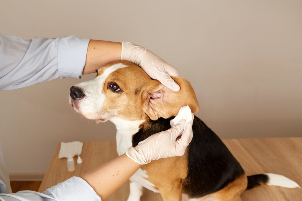 Person cleaning a dog's ear