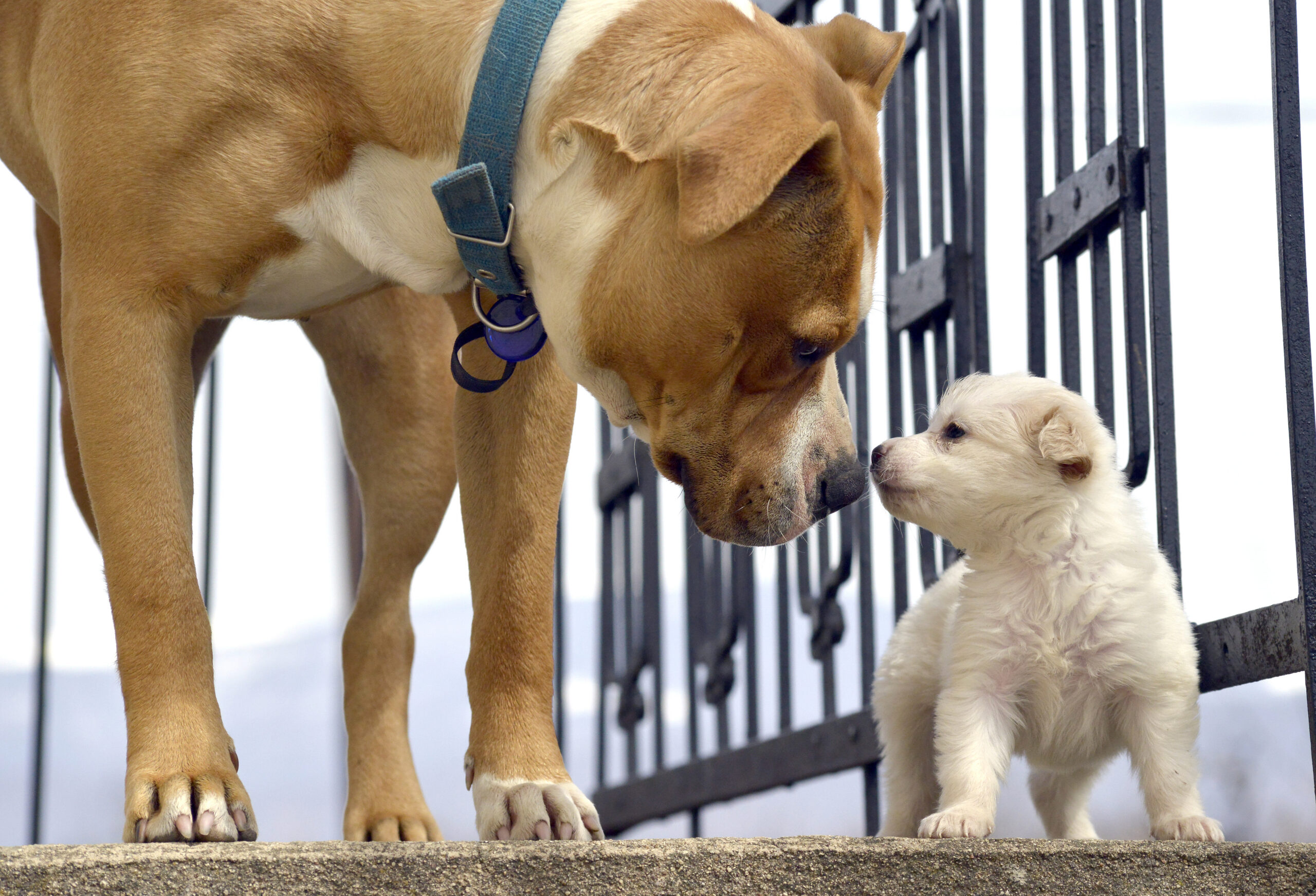 Puppy and adult dog