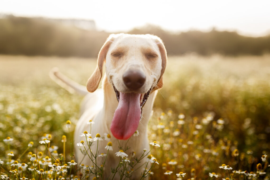 A smiling cute dog in a chamomile field